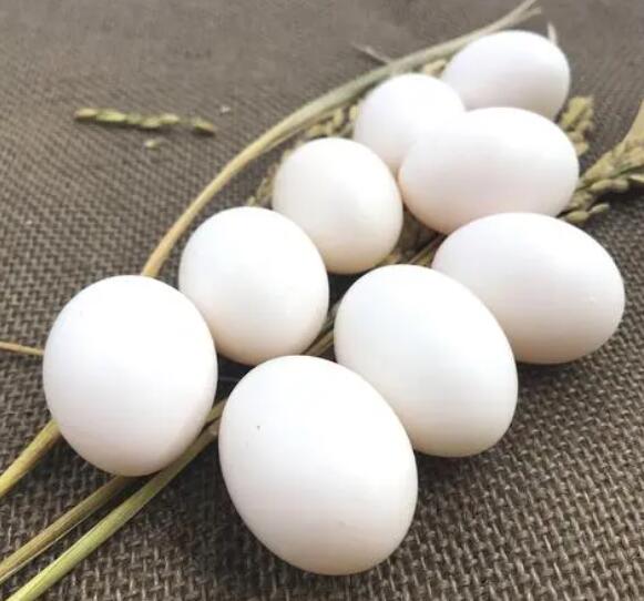 农家散养鸽子蛋 代发20枚新鲜营散养信鸽蛋非野鸡鹌鹑蛋
