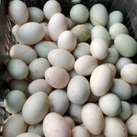 5斤一只包邮 新鲜散养鸭笨鸭土鸭水养鸭麻鸭老鸭整全鸭