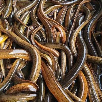 黄鳝汈汊湖大黄鳝鳝鱼鲜美长鳝鱼滋补鳝丝生态淡水鱼氧包发货包活