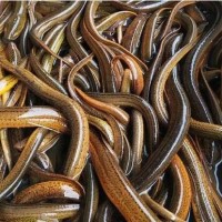 黄鳝汈汊湖大黄鳝鳝鱼鲜美长鳝鱼滋补鳝丝生态淡水鱼氧包发货包活