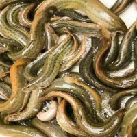 泥鳅大量现货当天下单发货鲜活泥鳅全国包邮