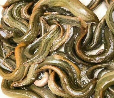 泥鳅鱼大鱼台泥鳅养殖泥鳅1斤