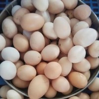 安徽农村散养土鸡 五谷喂养农村土鸡 皖南土鸡 顺丰包邮