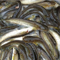 大口鲢鱼规格齐全 品种优良 基地直发