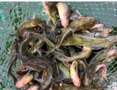 黄辣丁苗 鲜活健康 生长快 品种好