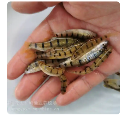 罗丝鱼 光唇鱼 溪石斑鱼苗 淡水养殖利鸿渔业提供养殖技术