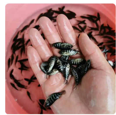 全国包活发货 淡水石斑鱼苗 花老虎 养殖场鱼类