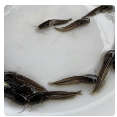 淡水大口鲶鱼苗杂交南方大口鲶鲇鱼苗六须鲶鱼生长速度快