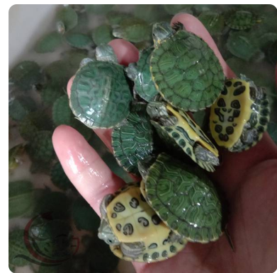 绿线草龟苗中华草龟巴西龟宠物龟全国包活发货源头