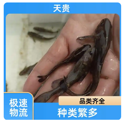 淡水鱼基地养殖 常温牛尾巴鱼 易成活繁殖快 纯氧包装