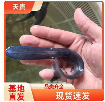 淡水鱼 鸭嘴鱼苗 抗病能力强 种类多样基地批发