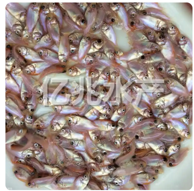 观赏鱼苗，优质货源来电咨询13680500195