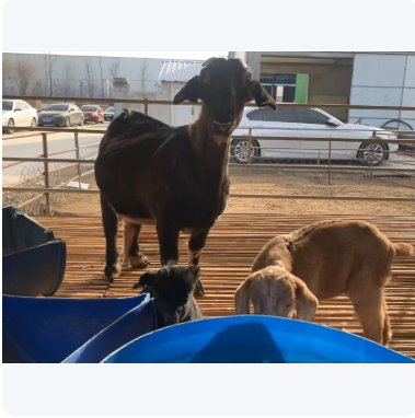 努比亚黑山羊 改良肉羊 被毛细短 肉质鲜美 膘肥体壮