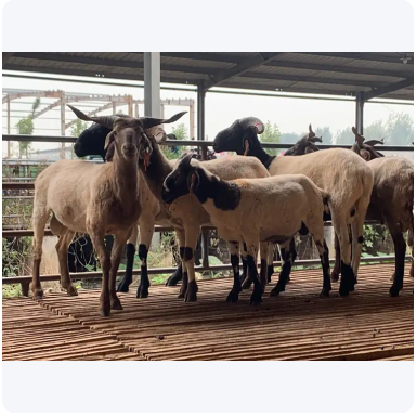 努比亚黑山羊合作养殖来电咨询18462139999