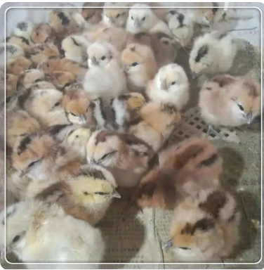 红玉鸡苗养殖 广州哪里有鸡苗孵化场供应芦花鸡苗