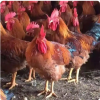 长春佳红鸡苗 脱温鸡仔 纯种已免疫 当天发货