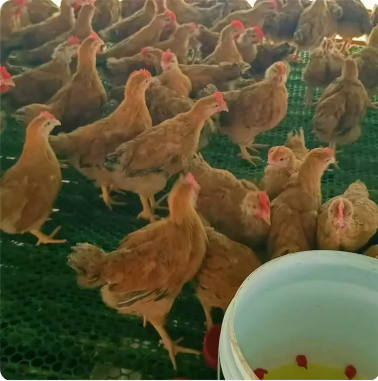 红玉土鸡苗 红鸡苗养殖场 农家散养红玉鸡 销售供应