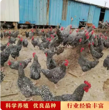 金华芦花鸡养殖场批发 芦花鸡苗 出壳芦花鸡脱温鸡苗