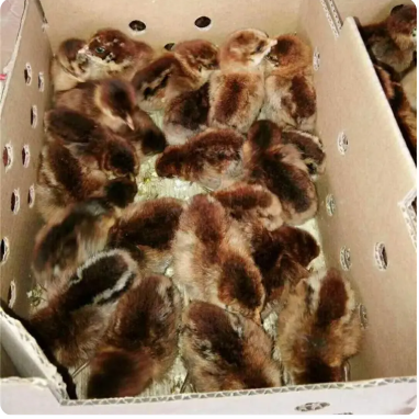 小芦花鸡苗 火红笨鸡苗批发 令元纯土鸡苗价格