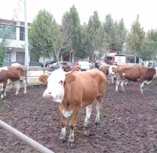成年改良西门塔尔牛 生态养殖
