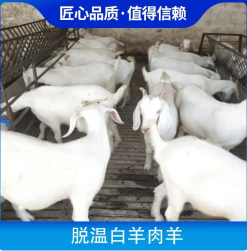 脱温小尾寒羊散养 净重43kg 品种澳洲白羊